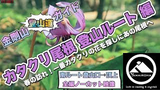 ［カタクリ尾根 登山ルート］金剛山登山道ガイド↗️カタクリの花を探しに！全編ノーカット YT-067