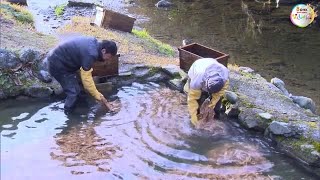 氷点下１．４度…厳しい寒さの中ミツマタ川さらし　横野和紙の原料【岡山・津山市】 (23/01/20 16:00)