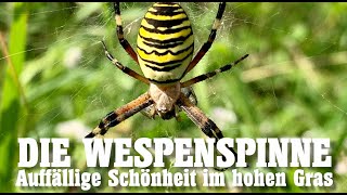 Die Wespenspinne - Auffällige Schönheit im hohen Gras