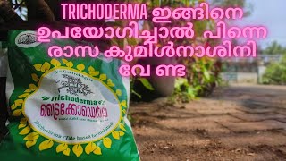 Trichoderma ഇങ്ങനെ ഉപയോഗിച്ചാൽ പിന്നെ രാസ കുമിൾനാശിനി വേണ്ട