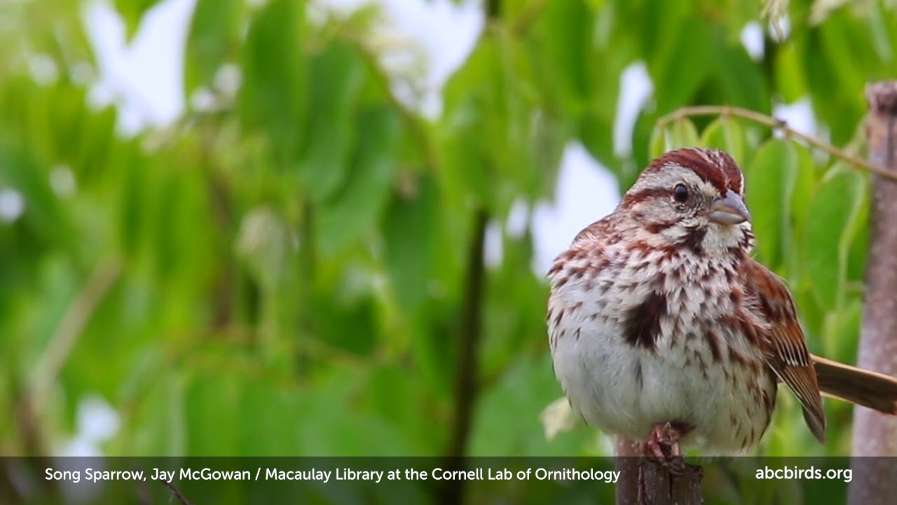 Song Sparrow Eggs