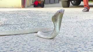 Indian animal rescuer catches 47 venomous snakes