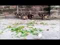 crazy muscovy duck babies enjoying in water and eating grass duckling