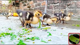 Crazy Muscovy Duck Babies Enjoying In water And Eating Grass - DUCKLING