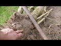 how i remove tree stumps