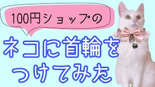 猫にはじめて首輪をつけるとこうなります【ネコに首輪つけてみた】