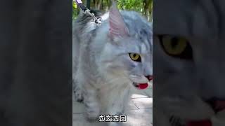 在公园，一只奔跑的缅因猫！ #006