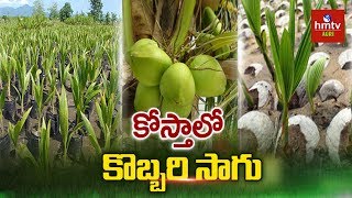 Coconut Farming Information Guide for Beginners | hmtv Agri