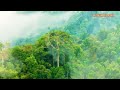 natural relaxation music sounds of birds in the jungle sleep therapy