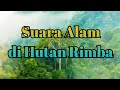 Musik Relaksasi Alam - Suara Burung di Hutan Rimba || Terapi Saat Tidur