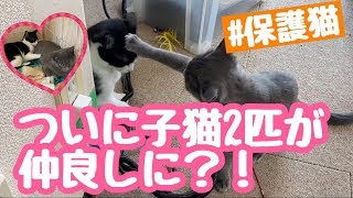 トライアル直前！相性ばつぐん保護猫のちょび＆ベル mk