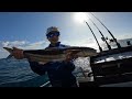 Huge COBIA - fishing offshore noosa