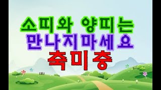 소띠가 만나지 말아야 하는띠 딱하나  축미충 사주, 소띠양띠궁합