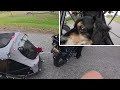 what happens when you take your dog on an e bike adventure