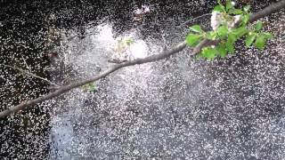 #目黒川の桜 Cherry blossoms on the Meguro River