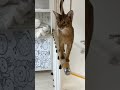 adorable and playful abyssinian cat plus a bonus at the end