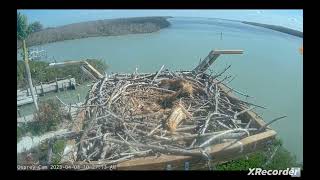 Captiva Osprey 2023 - parent kicks an egg aside