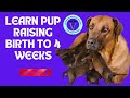 The Journey of Newborn Pups: From Birth to 4 Weeks | GNP Sir