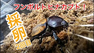 【フンボルトヒナカブト 】栗のようなかわいいカブトムシ！採卵2回目♪