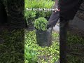 Boxwood trimming anyone can follow 🌿 #garden #nursery #plants