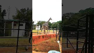 How tall Mysore zoo giraffe/kids height vs giraffe height/giraff video