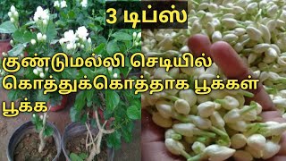 Top 3 Tips for kundu malli chedi || 3 டிப்ஸ் kundu malli poo chedi || குண்டுமல்லி பூ செடி வளர்ப்பு