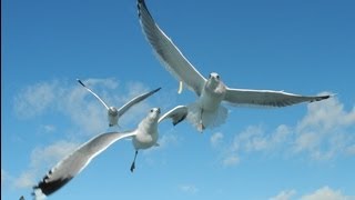 松島遊覧船，かもめの観察．えさやり至近撮影 Amazing seagull's flight technic