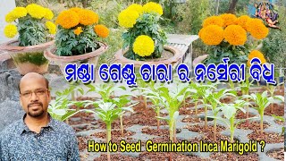 ମଣ୍ଡା ଗେଣ୍ଡୁ ଚାରା ର ନର୍ସେରୀ ବିଧି /How to Seed Germination Inca Marigold / Marigold Seedling Process