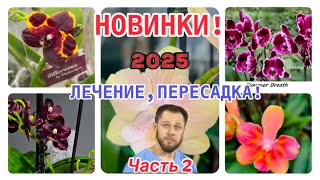 НОВИНКИ 2025! 🤗 ЦВЕТУЩИЕ сорта #фаленопсис от Голландцев! Лечение и #пересадка #орхидеи Phal. Esmee