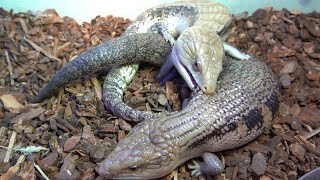 Copulation of blue-tongued skink