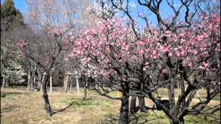 春近し！  【水仙と梅】　‐大阪市立長居植物園