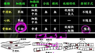 基礎生物3 5 09肌肉的種類一和