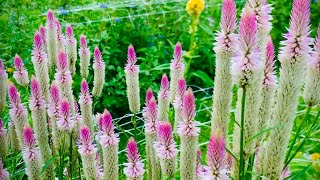 Flamingo Feather Celosia and Globe Amaranth  Easy to Grow