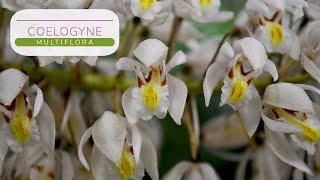 Orquídea Coelogyne multiflora - Alma del Bosque