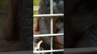 さつまいも食べるオランウータン。保護施設にて。#animals 　#動物 #asmr #nature