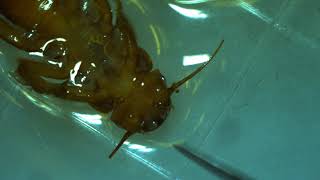 Freshwater Specimens: Plecoptera