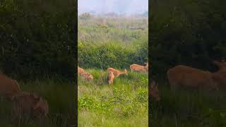 The barasingha, also known as the swamp deer