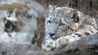 ユキヒョウの仲良し親子（ミミとフクちゃん）【009】Snow leopard