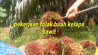 pekerjaan tolak buah sawit