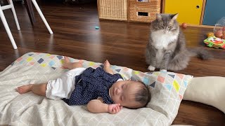 オモチャ箱には先客がいて入れなかった猫　ラガマフィンcat who couldn't enter the toy box because there was a previous customer.