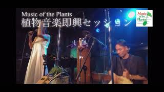 Improvisation with plant music by Music of the Plants “Bamboo” \u0026 Seeds of Earth｜植物音楽・即興演奏 by 大地の種