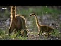 baby coati races to escape hawk earth s great seasons bbc earth