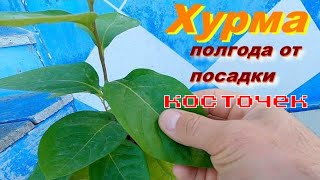 Выращивание хурмы из косточки  Что выросло за сезон