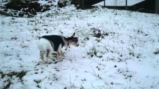 ミニヤギうしお はじめての雪