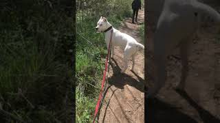 🔴 EXPLORING FOREST with DOGO ARGENTINO