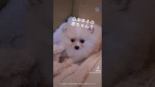 #いぬのいる生活 #ポメラニアン #デカポメ #ペコちゃん #dog #ペット動画 #犬のいる暮らし #子犬 #アテレコ #キツネ#初めてのペット#はじめまして#かわいい#赤ちゃん