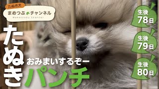 どんなに起こしても起きない子犬【生後2ヶ月・ポメラニアンの赤ちゃん】