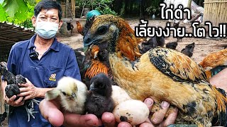 ไก่ดำ..เลี้ยงง่าย..โตไว ขายได้ราคาดี!!