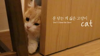 방문을 닫아놓았을 때 고양이 행동