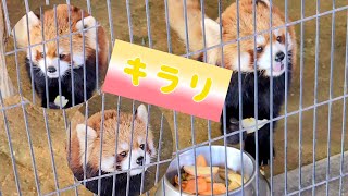 【2024年　最初の動画、西山動物園レッサーパンダ・・・】～Nishiyama Zoo Red Pandas～